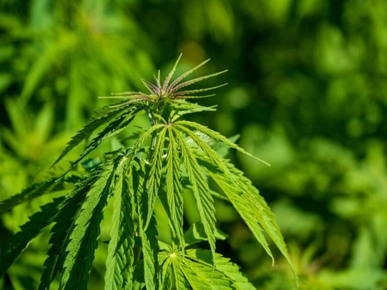 Medical Cannabis Pros: Exploring the Benefits and Applications